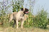 BULLMASTIFF 236